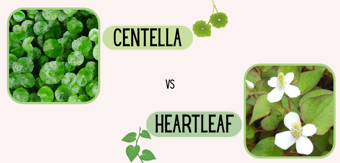 Centella vs Heartleaf