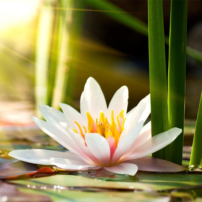 Top Benefits of Lotus Flower in Skincare